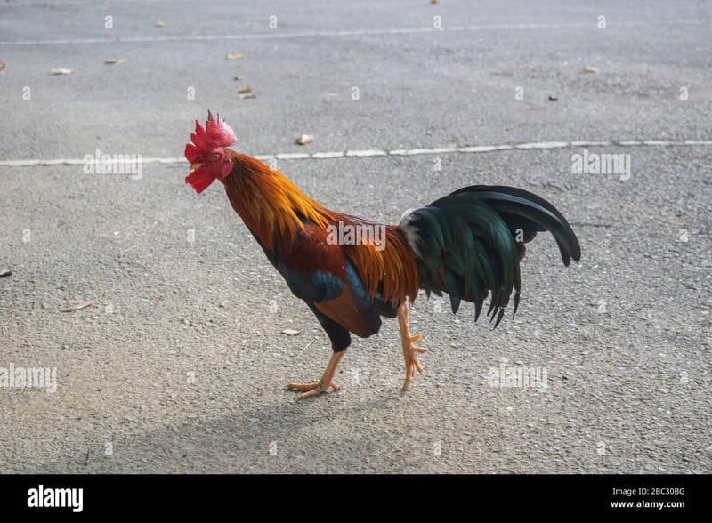 El Camino del Pollo: La Nueva Maravilla de Entretenimiento en España - overview