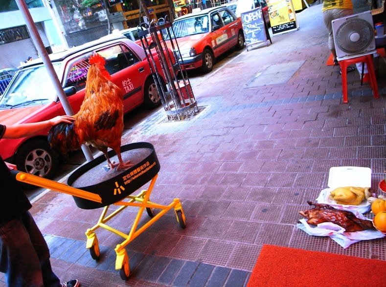 Netherlands - chicken road nederland